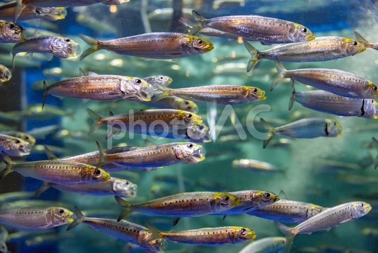 水族館の魚たち 水族館,魚,動物の写真素材