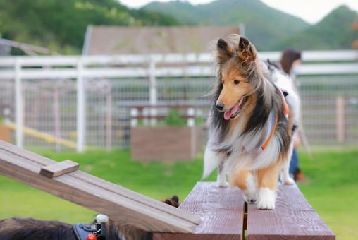 シェルティ 犬,イヌ,いぬの写真素材