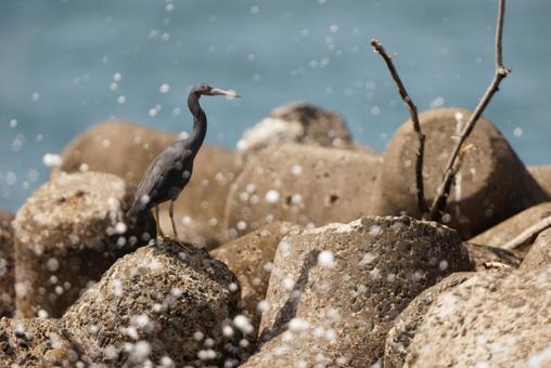 クロサギ クロサギ クロサギ,野鳥,水鳥の写真素材