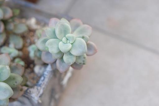 多肉植物 観葉植物,カラフル,景色の写真素材