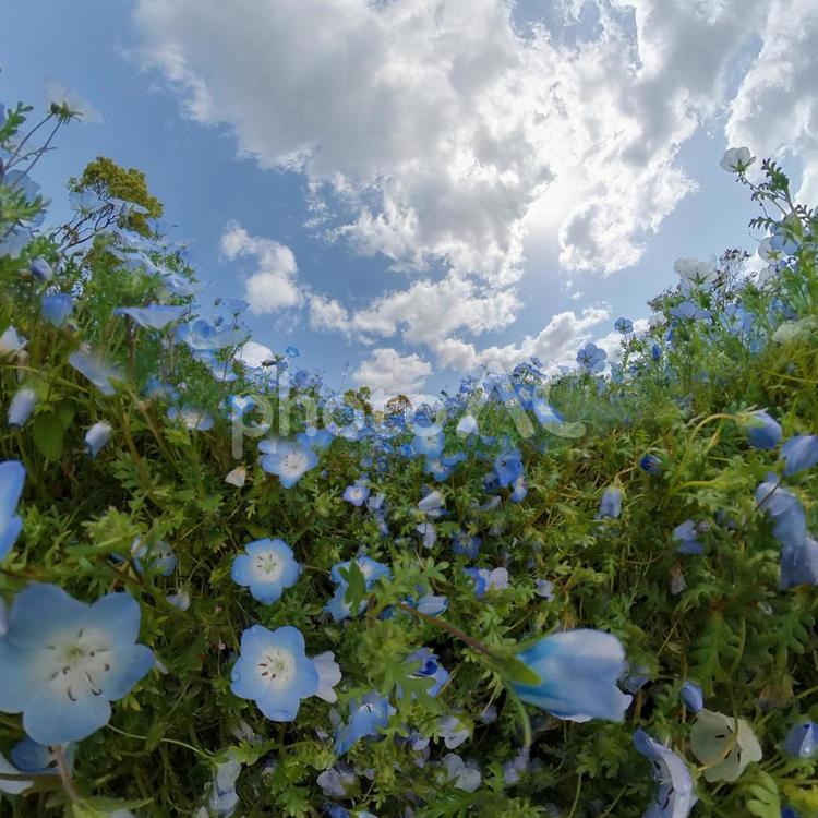 公園に咲くきれいなネモフィラ（360°カメラにて撮影） おでかけ,ネモフィラ,公園の写真素材