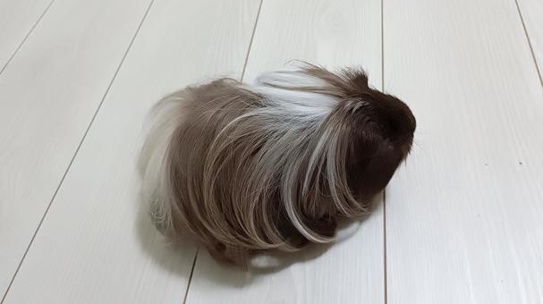 「誰か呼んでる？」長毛モルモット モルモット,ペット,動物の写真素材