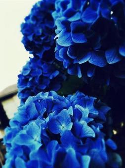 紫陽花 紫陽花の写真