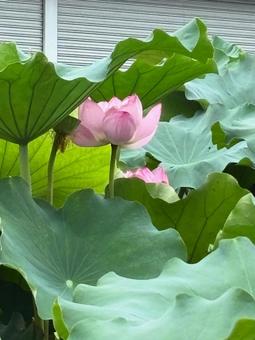 lotus, JPG