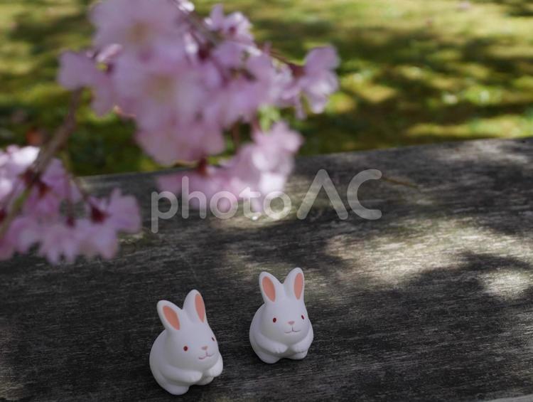 サクラとウサギ_2 ウサギ,桜,岡崎神社の写真素材