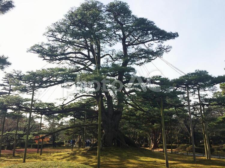 兼六園の木 マツ,兼六園,巨木の写真素材