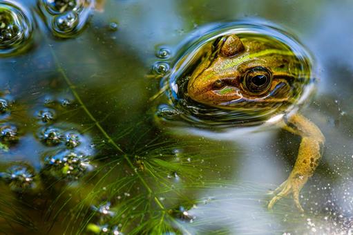 水面から顔を出すトノサマガエル 水面から顔を出すトノサマガエル トノサマガエル,殿様蛙,カエルの写真素材