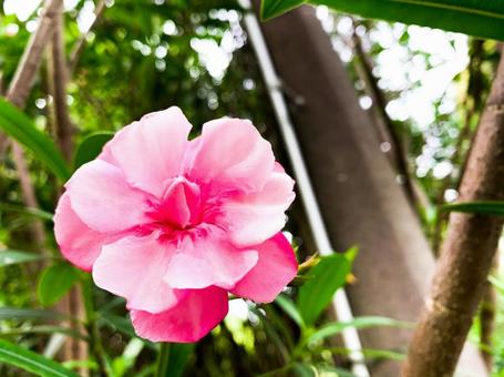Oleander, JPG