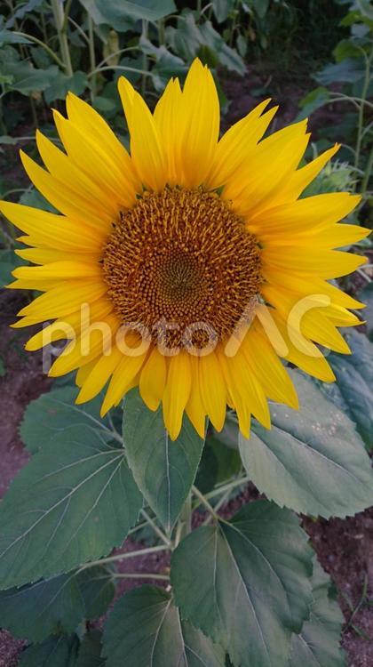 夏の輝き！満開のひまわり ひまわり,花,自然の写真素材