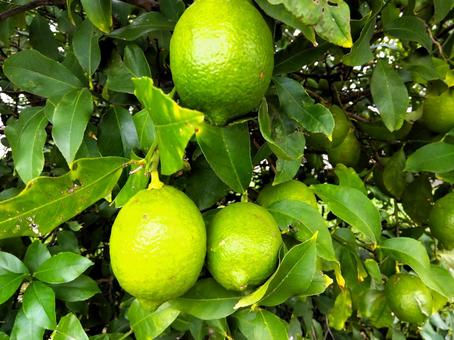 レモンの木 レモンの木,栽培,檸檬の写真素材