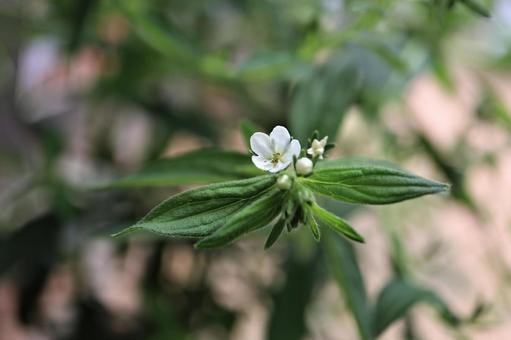 絶滅危惧種の「ムラサキ」の花 絶滅危惧種の「ムラサキ」の花の写真