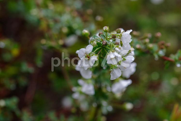 東京ミッドタウンで咲き始めたユキヤナギ ユキヤナギ,季節,憩いの場の写真素材