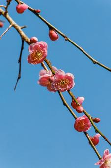 青空に映える紅梅 梅,迎春,梅の花の写真素材