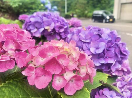 花 花 写真,花,旅行の写真素材