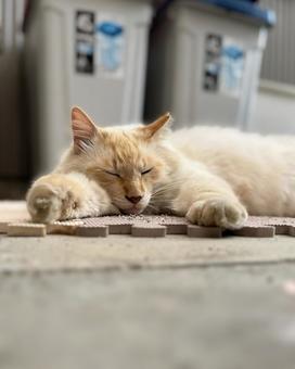 ノラ猫 シロ ノラ猫 シロの写真