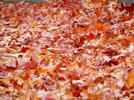 【風景写真】晩秋の風景 落ち葉,植物,季節の写真素材