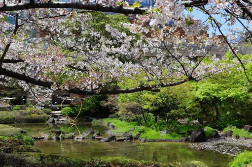 Cherry blossoms at Roppongi Hills Mori Garden in early April, JPG Cherry blossoms at Roppongi Hills Mori Garden in early April, JPG