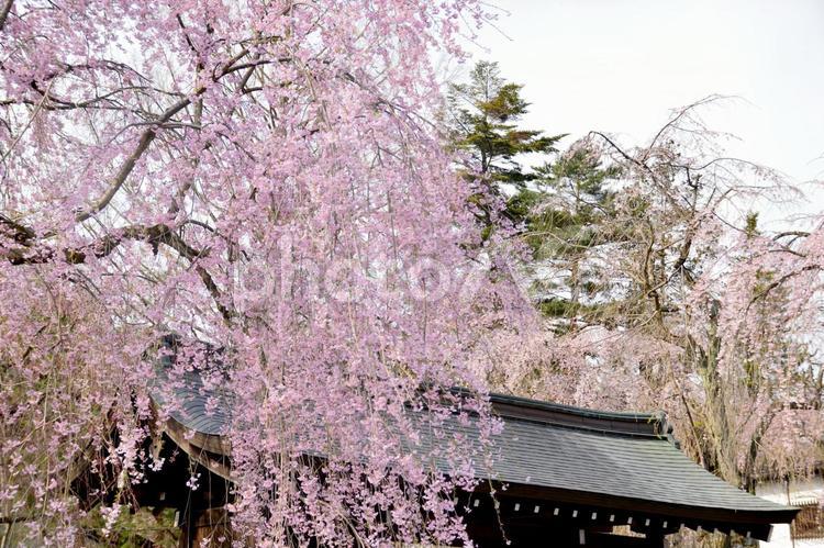 武家屋敷の枝垂れ桜 桜,枝垂れ桜,しだれ桜の写真素材