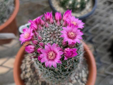 サボテンの花 サボテンの花の写真