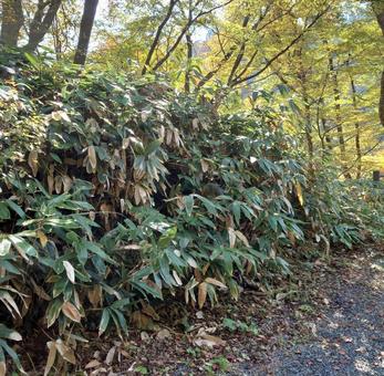 熊笹 熊笹,クマザサ,クマ笹の写真素材