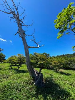 大台ヶ原 大台ヶ原の写真