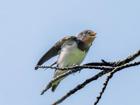 枝にとまるツバメ 枝にとまるツバメ ツバメ,燕,野鳥の写真素材