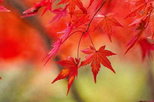 紅葉したもみじの葉 もみじ,自然,秋の写真素材