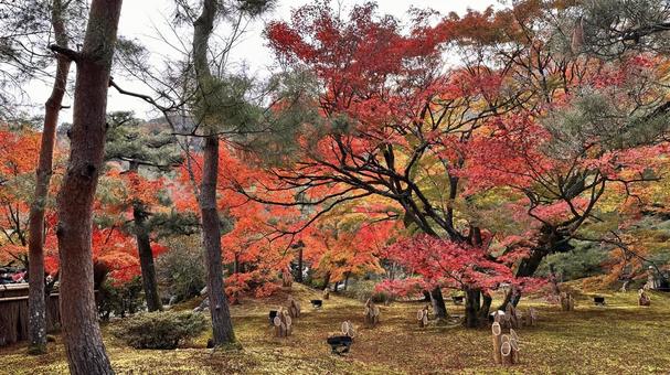 Autumn in Arashiyama, Kyoto 8, JPG Autumn in Arashiyama, Kyoto 8, JPG