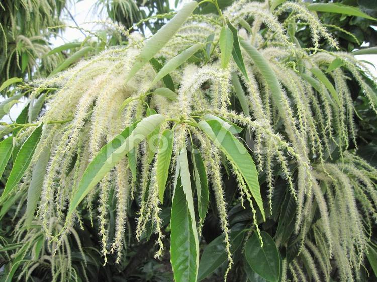 初夏の風に揺れる栗の花 栗,花,栗の花の写真素材