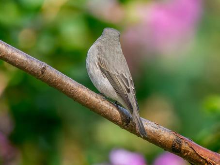 枝にとまるコサメビタキ 枝にとまるコサメビタキ コサメビタキ,野鳥,鳥の写真素材