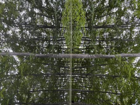 Photo, kuki shrine, mirror, reversal, 
