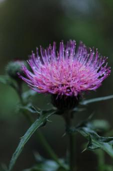 Thistle-1, JPG Thistle-1, JPG