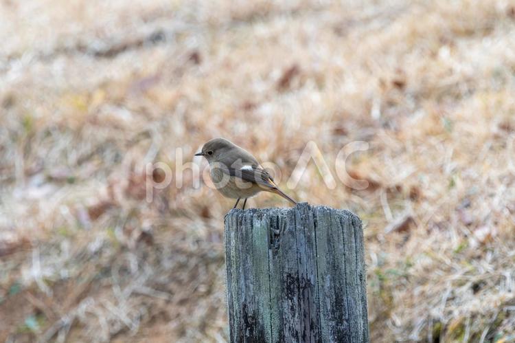杭の上で佇むジョウビタキのメス ジョウビタキ,野鳥,鳥の写真素材