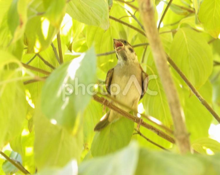 エサをねだる雀のヒナ 雀,雛,ハナミズキの写真素材