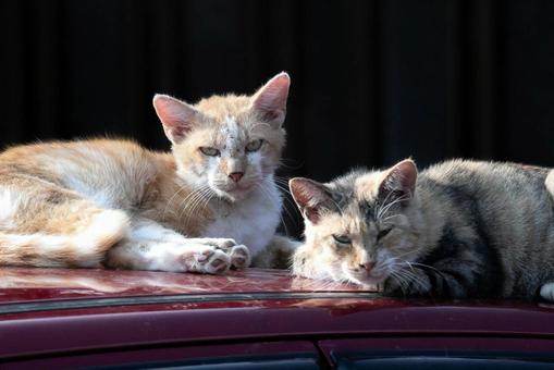 ヤンキー猫 ヤンキー猫 猫,ネコ,動物の写真素材