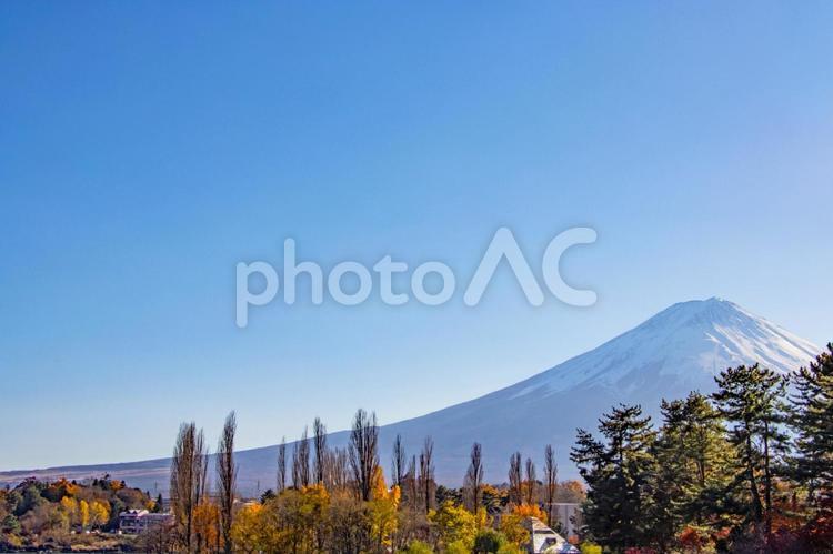 大池公園の木々越しに見える冠雪の富士山 富士山,冠雪,青空の写真素材