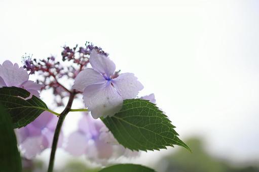 Hydrangea looking up at the sky, JPG Hydrangea looking up at the sky, JPG