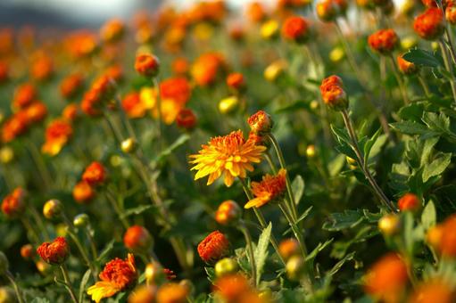 キク 菊,花,秋の写真素材