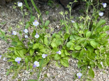 トキワハゼ（常盤爆）の小さな紫の花 トキワハゼ,雑草,花の写真素材