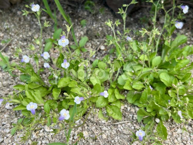 トキワハゼ（常盤爆）の小さな紫の花 トキワハゼ,雑草,花の写真素材