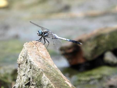 川辺の石の上にとまるトンボ 川辺の石の上にとまるトンボ 昆虫,トンボ,川辺の写真素材