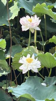 ハス ハスの花 蓮 花 ハス ハスの花 蓮 花の写真