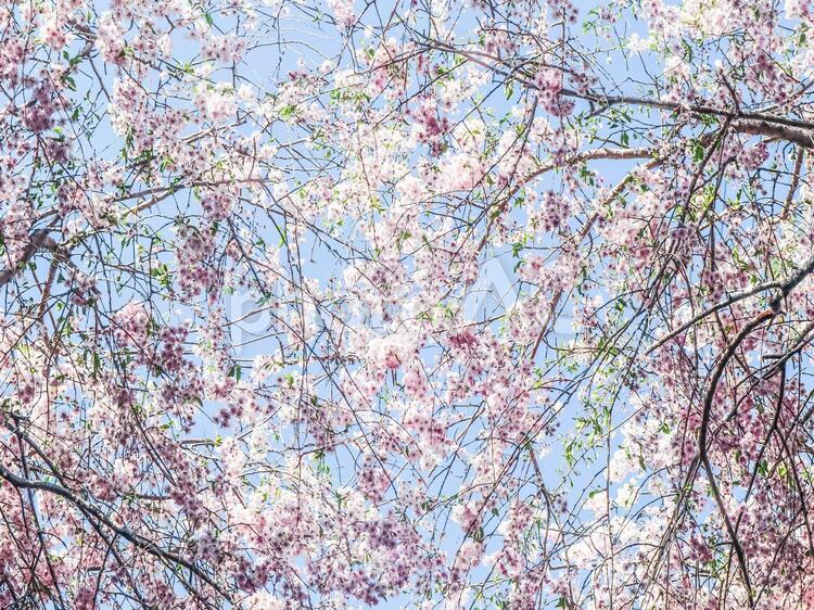 空に透けるような枝垂れ桜 シダレザクラ,ベニシダレ,イトザクラの写真素材