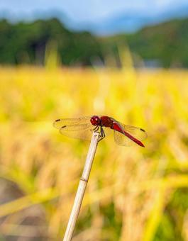 赤とんぼ・背景は刈り入れ前の稲穂 赤とんぼ・背景は刈り入れ前の稲穂の写真