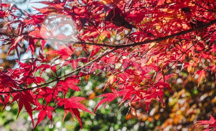 城峯公園　紅葉風景　紅葉　もみじ 城峯公園,紅葉,もみじの写真素材