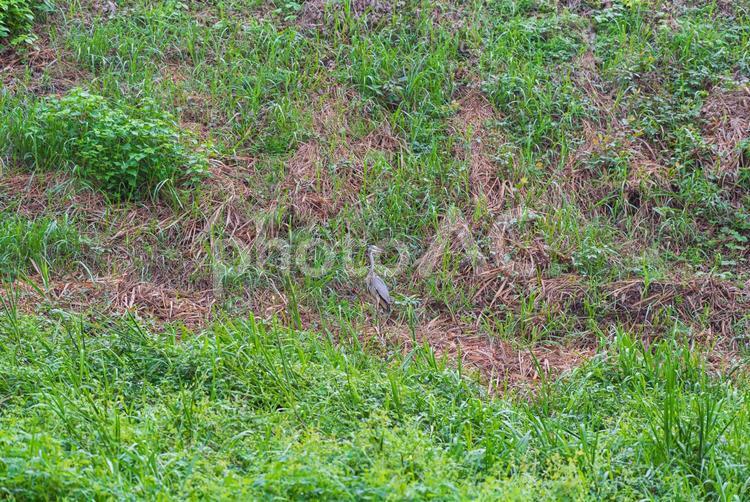 土手で辺りを見回すアオサギ アオサギ,鷺,野鳥の写真素材