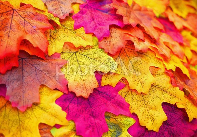色鮮やかに紅葉したもみじの背景素材 紅葉,秋,背景素材の写真素材