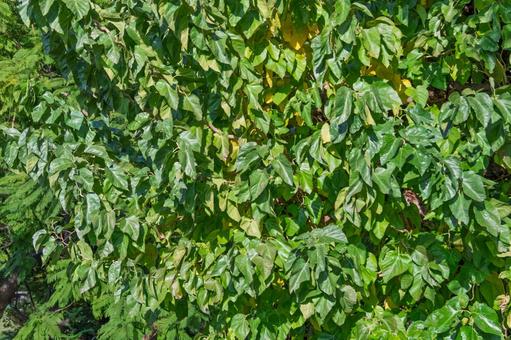 青々と茂る緑の葉 葉,緑,植物の写真素材