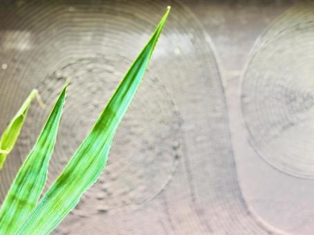 緑の葉と壁　コピースペース 葉っぱ,植物,葉の写真素材