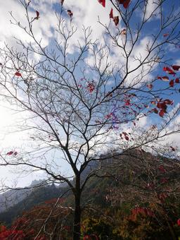 落葉樹と妙義山 落葉樹と妙義山の写真